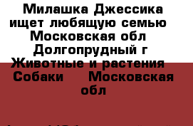 Милашка Джессика ищет любящую семью - Московская обл., Долгопрудный г. Животные и растения » Собаки   . Московская обл.